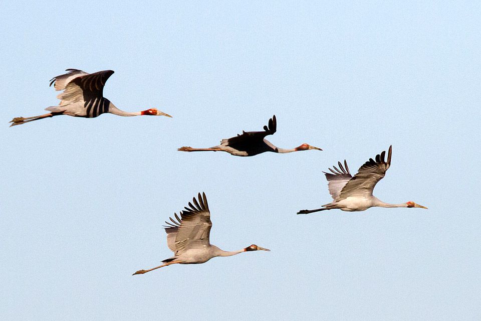 Sarus Crane (Grus antigone)